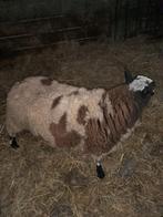 rammen, Dieren en Toebehoren, Mannelijk, Schaap, 0 tot 2 jaar