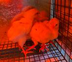 Kuikens