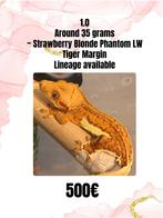 1.0 Strawberry Blonde, Phantom LW, Tiger Margin