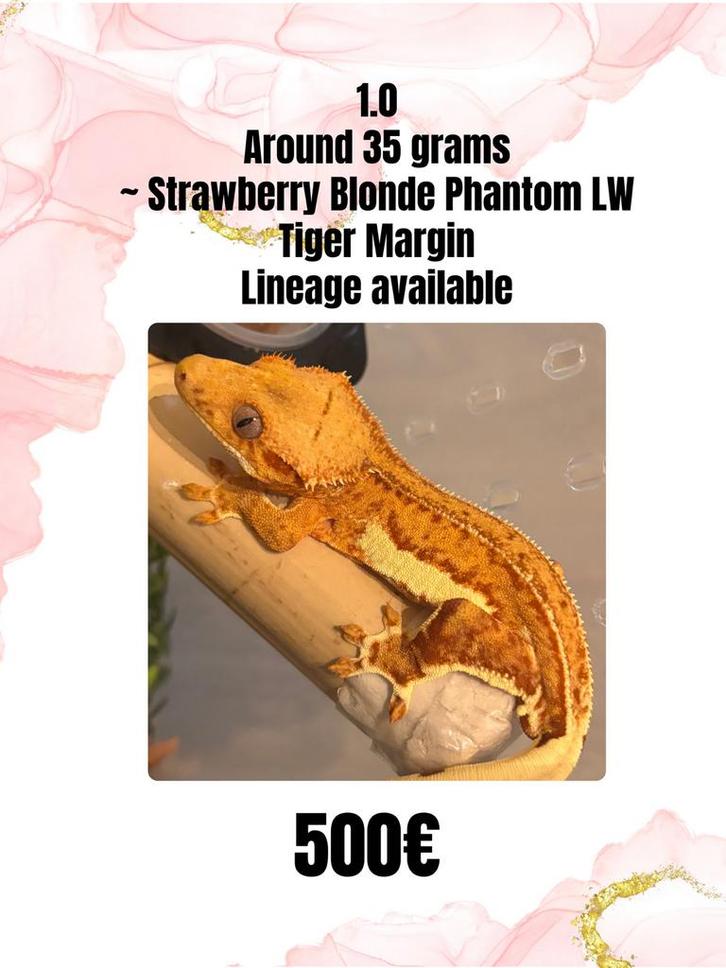 1.0 Strawberry Blonde, Phantom LW, Tiger Margin, Dieren en Toebehoren, Reptielen en Amfibieën