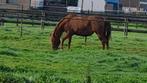 Lief Weidemaatje / Kweekmerrie, Dieren en Toebehoren, Paarden, Merrie