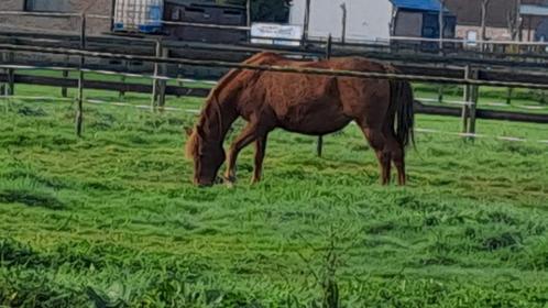 Lief Weidemaatje / Kweekmerrie, Dieren en Toebehoren, Paarden, Merrie