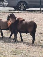 Kameroen dekram, Dieren en Toebehoren