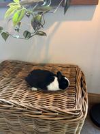 Bonte kleurdwerg voedstertje, Dieren en Toebehoren, Klein