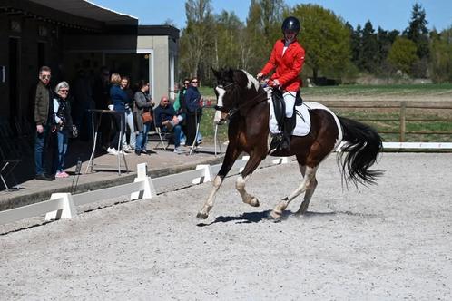 5jaarse ruin, Dieren en Toebehoren, Paarden, Ruin, Z
