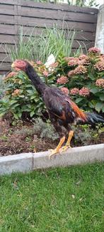 O'shamo, Dieren en Toebehoren