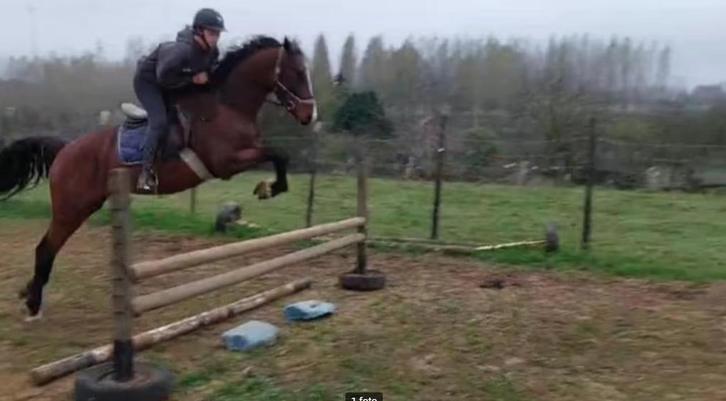 Zeer mooie hengst met uitzonderlijke papieren, Animaux & Accessoires, Chevaux & Poneys | Étalons & Juments poulinières, Étalon