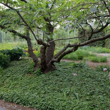 Waldsteinia ternata (bodembedekker) beschikbaar voor biedingen