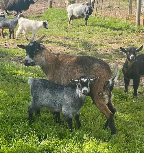 Chèvre naine de 1,5 ans avec l'agneau de Mieke, Animaux & Accessoires, Moutons, Chèvres & Cochons