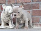 Lilac Frans Bulldog reutje, 8 weekjes, Dieren en Toebehoren, België, Fokker | Hobbymatig, Reu, CDV (hondenziekte)