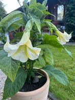 Brugmansia WIT, Ophalen