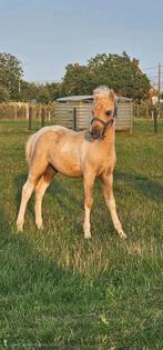 Palomino bont minipaard hengstje., Dieren en Toebehoren, Paarden, Hengst, Recreatiepaard, Gechipt, 0 tot 2 jaar