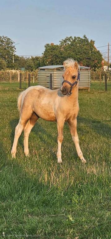 Palomino bont minipaard hengstje. beschikbaar voor biedingen