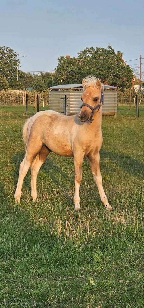 Palomino bont minipaard hengstje., Dieren en Toebehoren, Paarden, Hengst, 0 tot 2 jaar, Recreatiepaard, Met stamboom, Gechipt