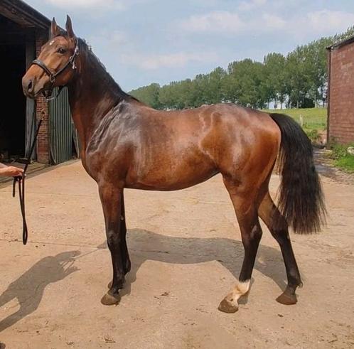 2 jarige top merrie‼️, Animaux & Accessoires, Chevaux, Jument, Non dressé, 160 à 165 cm, 0 à 2 ans, Cheval de saut, Avec pedigree