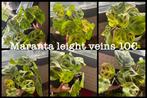 4 Maranta Leight Veins €10 per plant, Groene kamerplant
