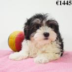 Bichon Havanais - chiots Belges à vendre, Animaux & Accessoires, Commerçant, Autres races, 8 à 15 semaines, Plusieurs