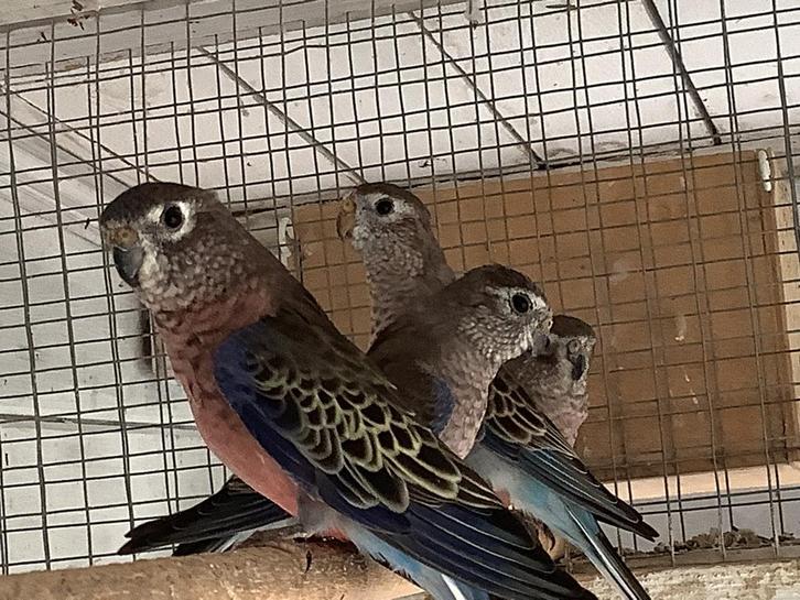 Bourkes, Animaux & Accessoires, Oiseaux | Perruches & Perroquets, Perruche, Femelle, Bagué