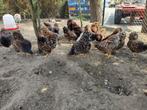 Wyandotte kriel hennen Roodporselein 2025, Dieren en Toebehoren, Pluimvee