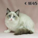 Ragdoll - kittens te koop, Dieren en Toebehoren, Meerdere dieren, Gechipt, 0 tot 2 jaar