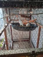 Rood mozaïek kanaries, Dieren en Toebehoren