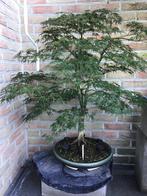 Acer palmatum bonsai, Tuin en Terras, Ophalen