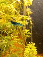 Blue en Black garnalen, Dieren en Toebehoren, Vissen | Aquariumvissen