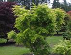 Japanse esdoorns - Acer palmantum voor tuin, Tuin en Terras, Vaste plant, Halfschaduw, Lente, Ophalen