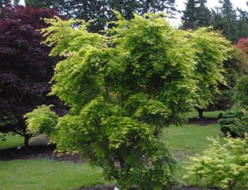 Japanse esdoorns - Acer palmantum voor tuin beschikbaar voor biedingen
