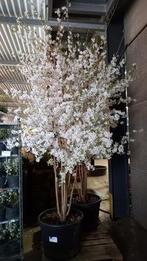 Japanse sierkers meerstam / Prunus ‘The Bride’ MRST, Tuin en Terras, Ophalen, In pot
