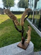 Taxidermie te koop ( oud ), Ophalen of Verzenden