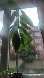 Avocado boom met sierpot +/- 1 meter, Ophalen