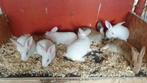 Nest vleeskonijnen te koop, Dieren en Toebehoren, Konijnen