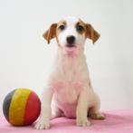 Jack Russell - Belgisch pup te koop, Dieren en Toebehoren, Honden | Jack Russells en Terriërs, CDV (hondenziekte), Teef, 8 tot 15 weken