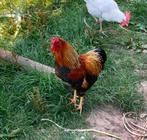Wyandotte kriel haan, Dieren en Toebehoren, Mannelijk, Kip