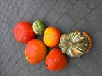 pompoenen en sierfruit, Ophalen