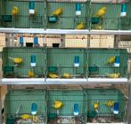 Canaris jaunes de qualité supérieure, Plusieurs animaux, Canari de couleur