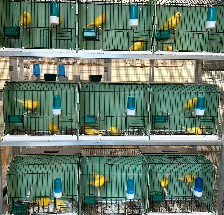 Canaris jaunes de qualité supérieure, Animaux & Accessoires, Oiseaux | Canaris, Canari de couleur, Plusieurs animaux