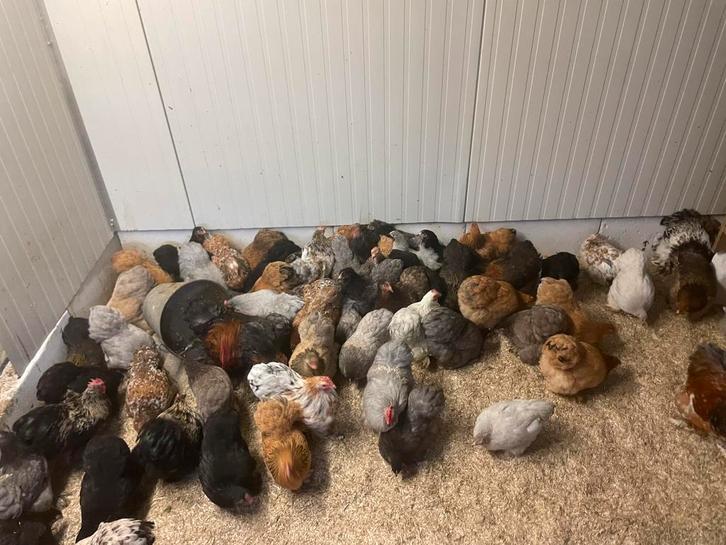 Broedeieren van cochin kriel, Dieren en Toebehoren, Pluimvee