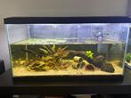 Aquarium 58l Ciano 60, Dieren en Toebehoren, Vissen | Aquaria en Toebehoren, Ophalen, Gebruikt, Gevuld zoetwateraquarium