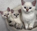kittens Britse korthaar, Dieren en Toebehoren, Katten en Kittens | Raskatten | Korthaar, Gechipt