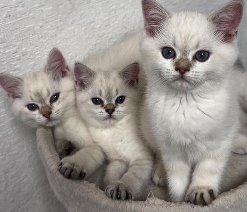 kittens Britse korthaar, Dieren en Toebehoren, Katten en Kittens | Raskatten | Korthaar, Gechipt, Ontwormd, Ingeënt