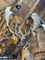 Gewei lusters damhert, Ophalen of Verzenden