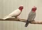 Koppel rose kaketoes, Dieren en Toebehoren, Vogels | Parkieten en Papegaaien, Meerdere dieren, Papegaai, Geringd