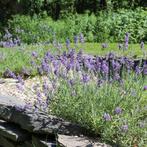 Lavendel, Ophalen