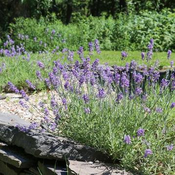 Lavendel beschikbaar voor biedingen