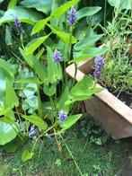 Pontederia, Tuin en Terras, Ophalen of Verzenden, Vijverplanten