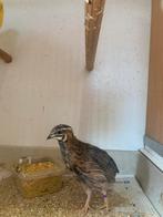 Harlekijn kwartels, Dieren en Toebehoren, Vogels | Overige Vogels, Meerdere dieren