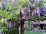 BLAUWE REGEN ("GLYCINE") 1 meter, REEDS VROEG BLOEMEN! 18€, Ophalen of Verzenden, Zomer, Vaste plant, Klimplanten