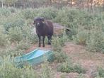 Ouessant rammen, Dieren en Toebehoren, Schapen, Geiten en Varkens, Mannelijk, Schaap, 0 tot 2 jaar